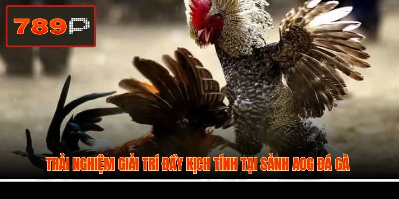 Trải nghiệm giải trí đầy kịch tính tại sảnh AOG đá gà